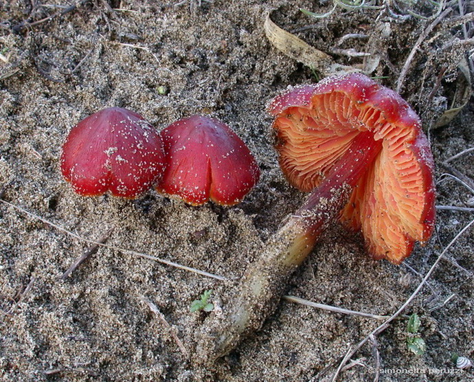 Funghi delle dune e retrodune...